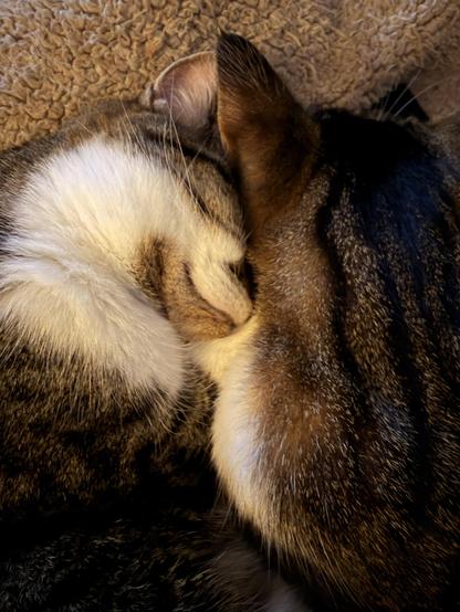 Brown & white Tabby siblings sleeping together