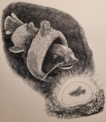 Pen drawing of a catfish in a cloak looks upon a glowing orb containing the shadowy image of a fish.