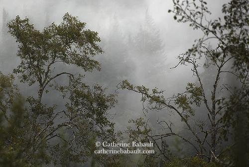 The silhouette of deciduous trees against thick fog. Through the fog, you can barely see the silhouette of fir trees on the side of a mountain.