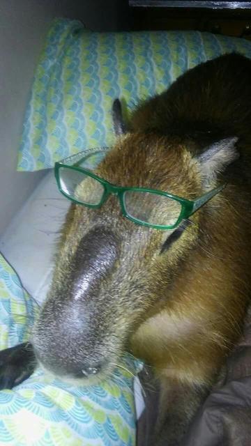 Imagen de un capibara