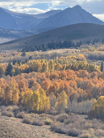 A landscape with yellow and orange trees, densely clustered. Sharp, tall mountains in the background.