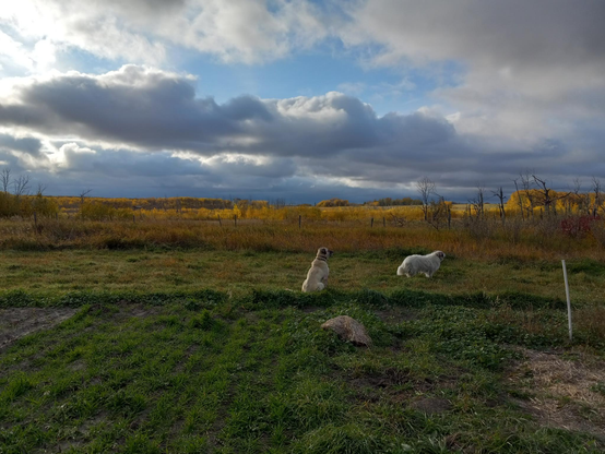 2 fluffy white dogs sitting in a grassy field, with gorgeous yellow trees and shrubs lit by the sun in the background.  The sky is mostly cloudy with a few bits of blue sky peeking through.