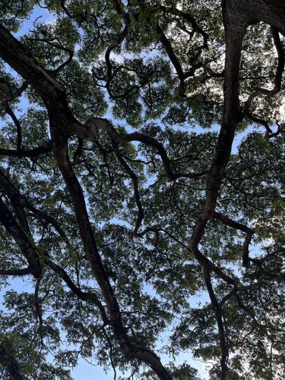 looking up at the leaves of a monkeypod tree with early evening light blue skies and white fluffy clouds behind.