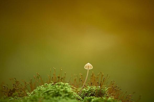 A dense mound of textured moss forms a low ridge in the foreground, populated by hundreds of thin stalks topped with small, rounded tips. From this base rises a single mushroom supported by a slender stalk and an off-white cap that reveals fine, radiating gills along its underside. These sharp textures contrast against the blurred mid-ground where the moss's individual fibers begin to soften into indistinct shapes. The scene transitions into a hazy background of muted gold and olive green tones. A soft gradient of color occupies the upper half of the frame, creating depth through an extensive out-of-focus area.