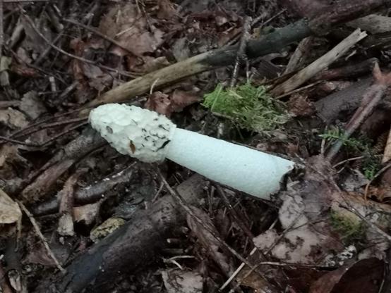 A Common Stinkhorn fungus, the one that has some strong phallic qualities, poking out of the leaf litter and dead sticks of a woodland floor. Apart from a touch of green moss, and the pure white of the fungus, everything is dead, gloomy and brown in the picture.
