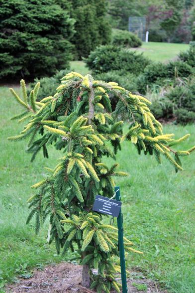 A small spruce tree next to a support stake with golden colored needles of the upper side of its branches and green needles on the underside. Other coniferous shrubs and trees next to areas of short cut grass are in the background.
