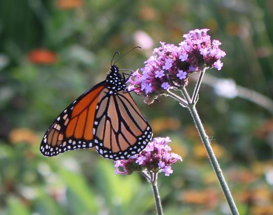 A side view of a orange with black veining and border with white dot butterfly with a black with one dot body perched on a purple verbena bloom. The background is a blurred view of nearby orange and red blooms and greenery of other nearby plants.