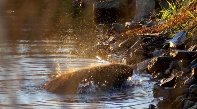 Nach einer kurzen chwimmrunde ging es wieder an Land. Der Biber, noch halb im Wasser, schüttelt sich, im Gegenlicht spritzt golden das Wasser.