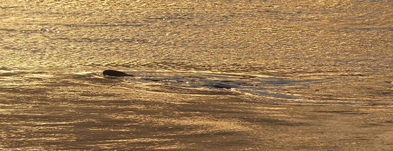 nun entfernt, in goldenem, welligem Wasser