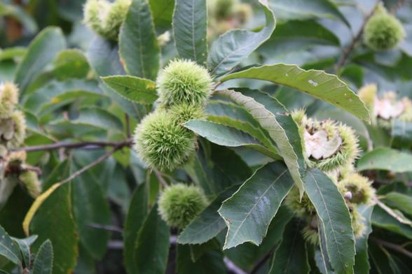 Branch with green spiky orbs of chestnuts on a branch with some burst open so the nuts could fall to the ground. Elongated green leaves are growing abundantly around the nuts.