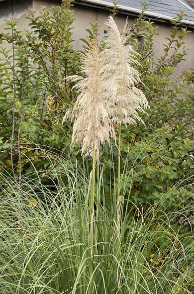 A pampas grass flowering