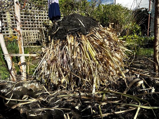 The root ball of the pampas grass upside down. It’s about a metre tall and across.
