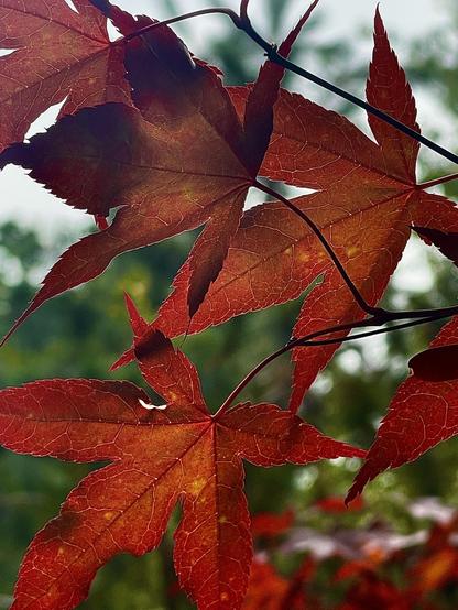 Looking up through the translucent red leaves of a Japanese maple tree, brightly lit by the sun. Some out of focus greenery is in the background, below the sky.