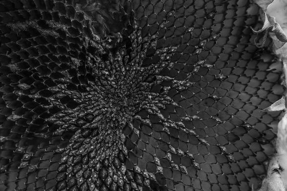 BW photo of the seed-head, with many of the seeds removed (by squirrels, most likely). The remaining seeds and the matrix form a very interesting pattern that has interesting mathematical patterns in it: https://royalsocietypublishing.org/rsos/article/3/5/160091/36562/Novel-Fibonacci-and-non-Fibonacci-structure-in-the