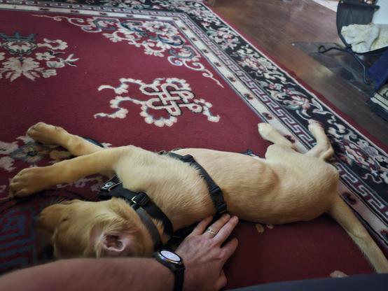 Fergus the golden puppy is stretched out beside be in the rug, accepting belly scritches. 

He's a golden cream colour, with great big paws and huge floppy ears still to grow into.