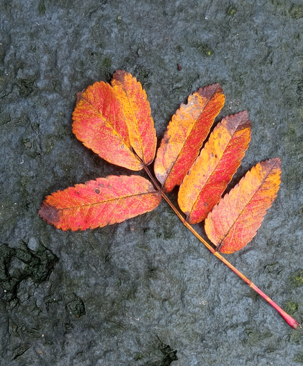 Part of a leaf cluster from a rowan tree, reddish tones, against a slate grey background.