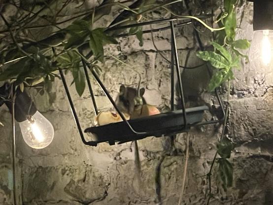 Un lérot fort occupé avec son quartier de pomme. On voit bien son masque de petit voleur et sa longue queue terminée d’un plumeau de poils.