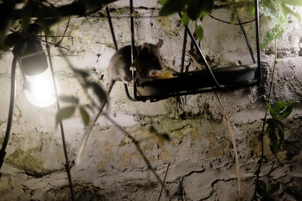 Un lérot pris au zoom, dégustant son quartier de pomme, envrionné de feuilles de passiflore. Un ampoule de guirlande lumineuse sur la gauche.