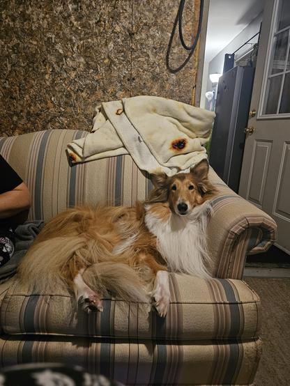 Boomer the collie is lounging on a loveseat, fully enfloofening my whole end of it. She's looking at the camera with a mighty pleased expression on her face, eyes bright and ears perked. Wouldn't know she's been feeling sick today.