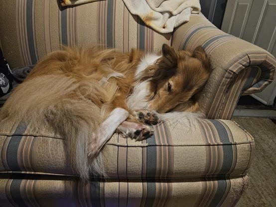 Boomer the collie is still curled up on the couch, but now her nose is tucked in and her eyes are slitted shut, just cranking the adorable up to 11.
