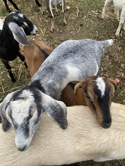 A brown goat and a grey goat, both leaning their heads on the back of a yellowish dog.  However, the grey goat's body is somehow crossed over on top of the brown goat's body.  All 3 animals are quite unconcerned about this strange position they've ended up in.  There are a few more goats partially visible in the background.