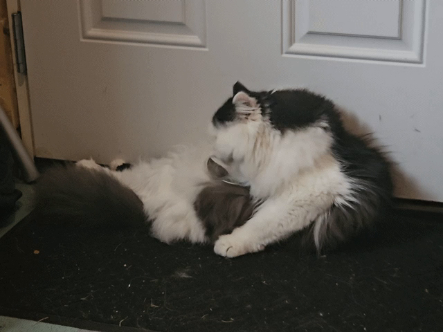 Oy the kitten is grooming his fuzz. He's a black and white Persian kitten, more fuzz than cat, and it's very hard work to clean all of that.