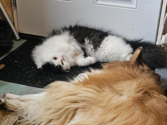 Boomer the collie is laying on the floor; Oy the kitten has flomped down in front of her and is rolling around cutely.