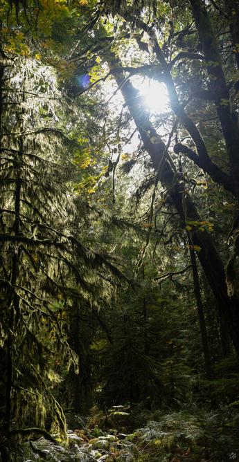 A vertical stitched image. Looking into the forest. The trees grow closely together, and there is a lot of hanging "old man's beard" lichen. The sun is flitering through a small clear space created by a tree that fell in a recent windstorm.

Hupacasath and Tseshaht First Nations.