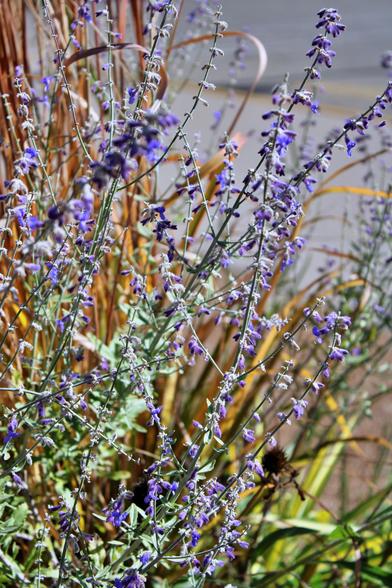 A partial view of container plants next to a walkway with a tall green plant with tiny purple blue blooms on stalks with tall golden blades of decorative grass behind them. A gray walkway is in the background.