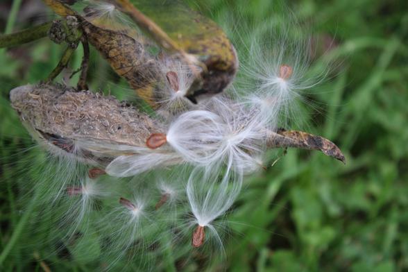 Wispy white fibers attached to brown seeds emerging from dried open gray pods with spiky texture on the exteriors above a blurred view of green grass and clover.