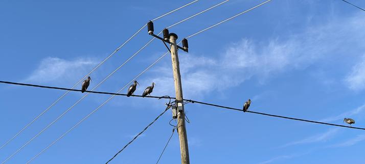 Five ibis birds stand on an electric wire, the pole has more wires crisscrossing. The sky is a nice blue with some fluffy clouds spread around.