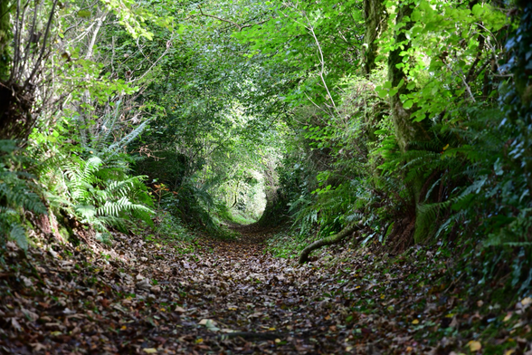 A sunken path seen at near ground level.