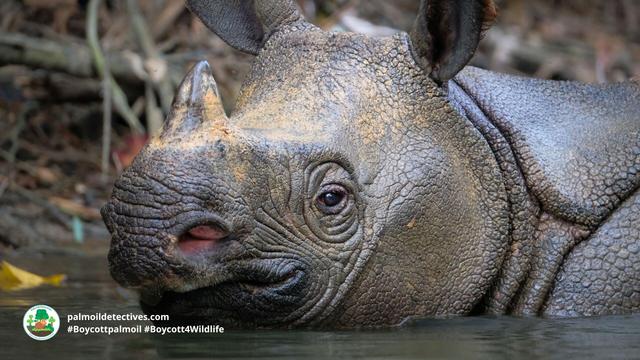 Testimony by arrested #poachers in #Indonesia finds 26 of the remaining 72 #Javan #Rhino 🦏 are still alive 😭 We must scramble to protect these beautiful and unique #animals urgently! #Boycottmeat #BoycottPalmOil #Boycott4Wildlife @palmoildetect https://wp.me/pcFhgU-91C?utm_source=mastodon&utm_medium=Palm+Oil+Detectives&utm_campaign=publer