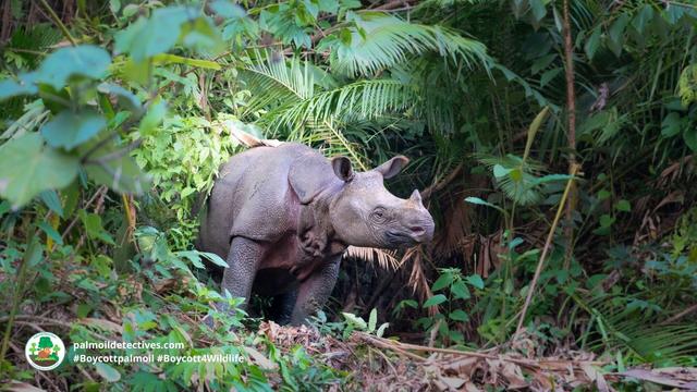 Testimony by arrested #poachers in #Indonesia finds 26 of the remaining 72 #Javan #Rhino 🦏 are still alive 😭 We must scramble to protect these beautiful and unique #animals urgently! #Boycottmeat #BoycottPalmOil #Boycott4Wildlife @palmoildetect https://wp.me/pcFhgU-91C?utm_source=mastodon&utm_medium=Palm+Oil+Detectives&utm_campaign=publer