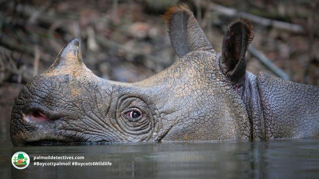 Testimony by arrested #poachers in #Indonesia finds 26 of the remaining 72 #Javan #Rhino 🦏 are still alive 😭 We must scramble to protect these beautiful and unique #animals urgently! #Boycottmeat #BoycottPalmOil #Boycott4Wildlife @palmoildetect https://wp.me/pcFhgU-91C?utm_source=mastodon&utm_medium=Palm+Oil+Detectives&utm_campaign=publer