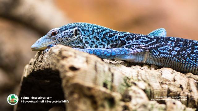 Glimpsed as a flash of electric blue in the dense #jungle of #WestPapua, Blue Spotted Tree #Monitors are #lizards #endangered by the #pet trade and #ecocide in rainforests of #Papua 🌴🔥☠️🤢⛔️ Fight for them! #Boycott4Wildlife @palmoildetect https://wp.me/pcFhgU-dAZ?utm_source=mastodon&utm_medium=Palm+Oil+Detectives&utm_campaign=publer
