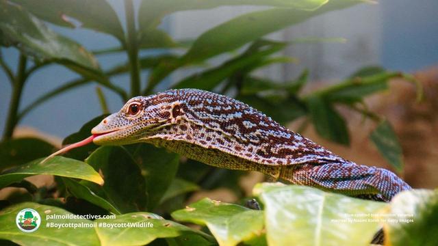 Glimpsed as a flash of electric blue in the dense #jungle of #WestPapua, Blue Spotted Tree #Monitors are #lizards #endangered by the #pet trade and #ecocide in rainforests of #Papua 🌴🔥☠️🤢⛔️ Fight for them! #Boycott4Wildlife @palmoildetect https://wp.me/pcFhgU-dAZ?utm_source=mastodon&utm_medium=Palm+Oil+Detectives&utm_campaign=publer