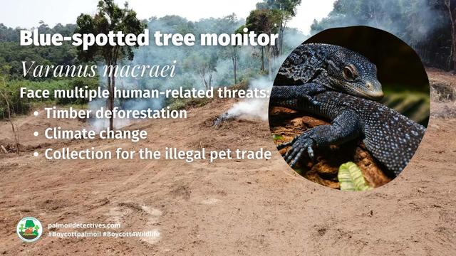Glimpsed as a flash of electric blue in the dense #jungle of #WestPapua, Blue Spotted Tree #Monitors are #lizards #endangered by the #pet trade and #ecocide in rainforests of #Papua 🌴🔥☠️🤢⛔️ Fight for them! #Boycott4Wildlife @palmoildetect https://wp.me/pcFhgU-dAZ?utm_source=mastodon&utm_medium=Palm+Oil+Detectives&utm_campaign=publer