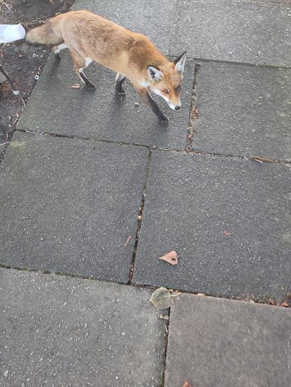 A fox on a path, about two paving slabs from the camera.