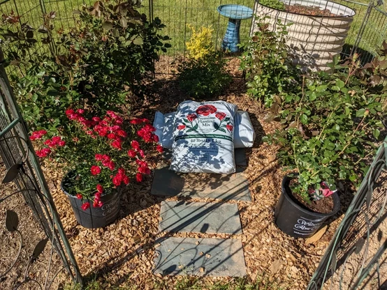 Fenced area with five rose bushes without blooms in the ground and two new potted roses plus two bags of planting mix