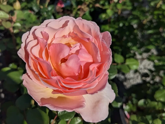 The princess Charlene de Monaco Rose - yellow and peach old works ruffly Bloom