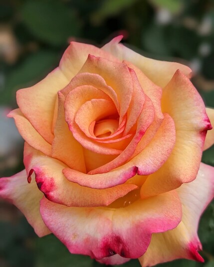 Large rose with a peach/yellow center and dark pink petal tips 