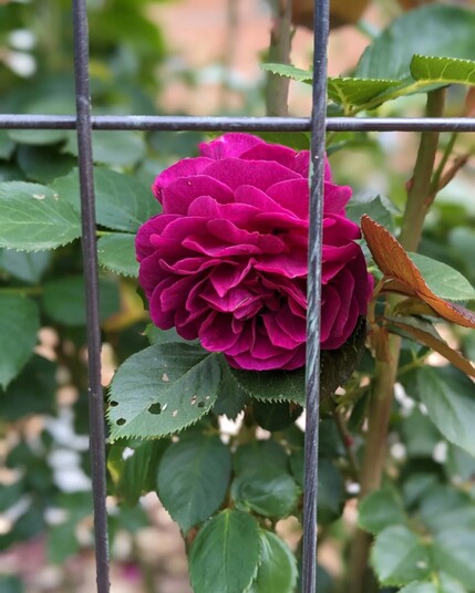 Deep magenta rose with many petals