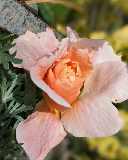 Peachy pink rose