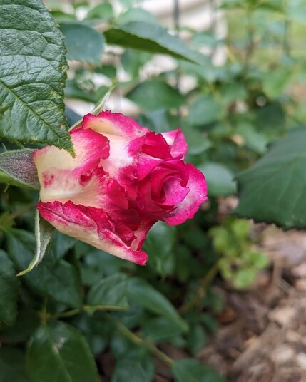 Rose bud with petals that have a white base with dark pink ends