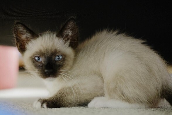 Dude is a 10 week old half Siamese kitten with light blue eyes, dark face, dark ears and white paws. Heâ€™s looking straight into the camera from his hiding spot under our sofa.