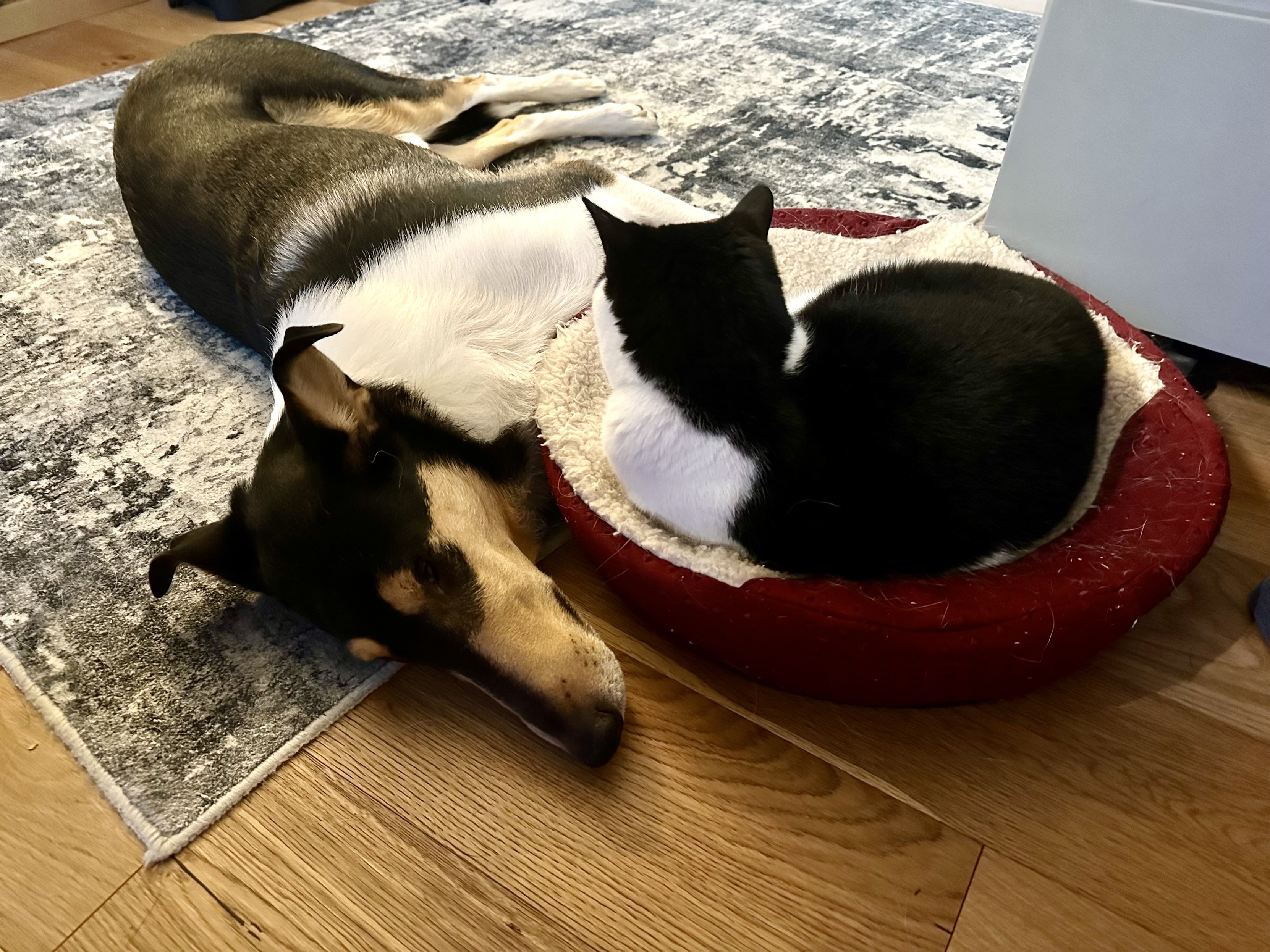 a photo of a tri-color smooth collie dog napping on the floor next to a cat bed with a black and white cat napping on it. 