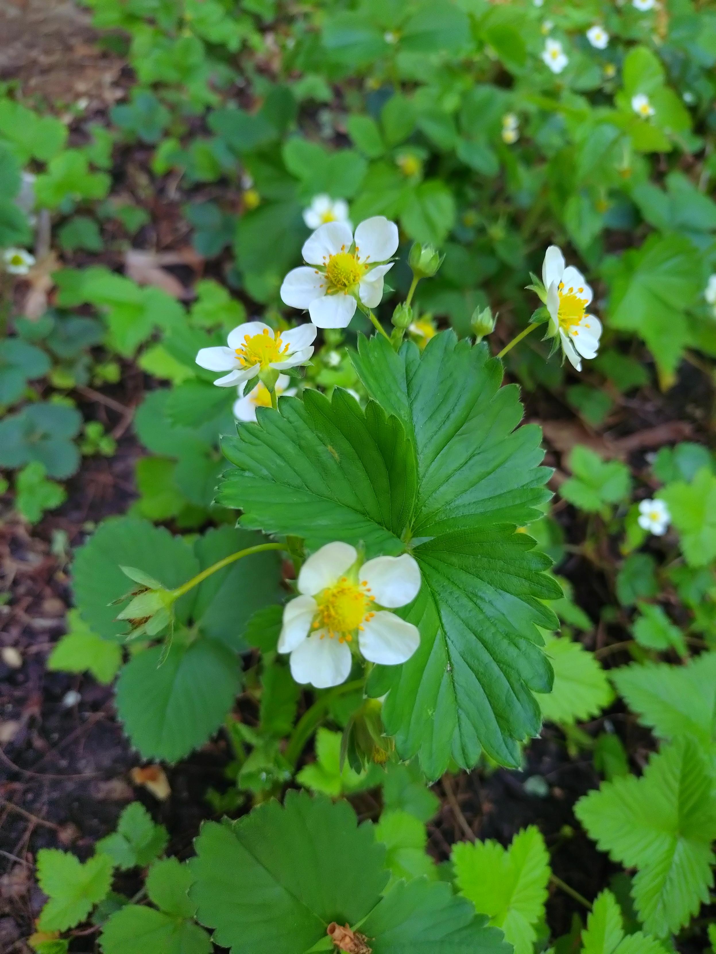 A close up of one strawberry plant stem, with jagged trifoliate leaves and a cluster of little white five-petalled flowers.