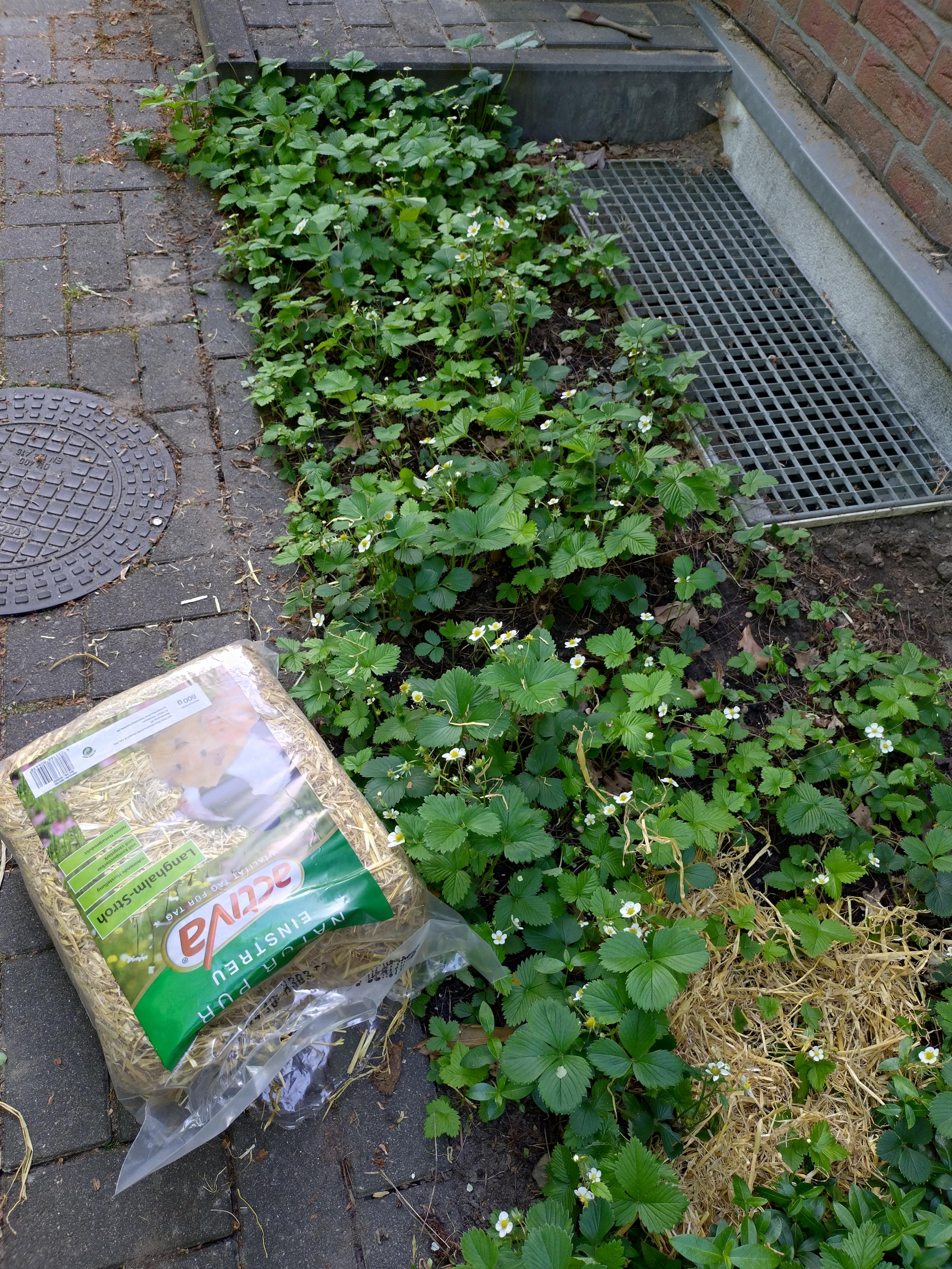 A wide shot of a flower bed full of strawberry plants - a bag of straw (package has a picture of a rabbit and guinea pig on it, it's intended as bedding) lays open to one side, some of the straw has already been placed between the plants.