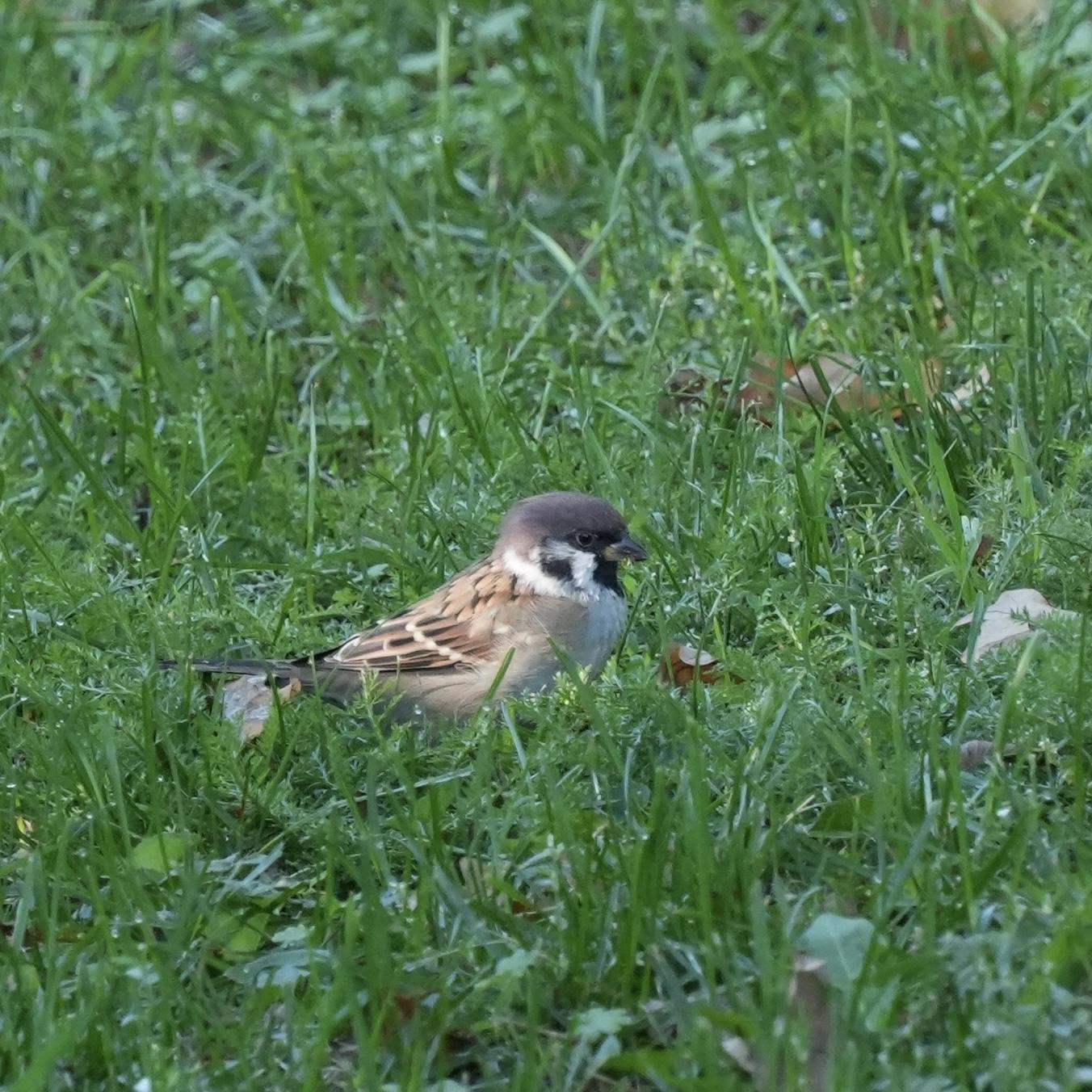 A tree sparrow sitting in the grass, it has a black-streaked brown back, brown head and a white cheek with a dark cheek spot, the beak is grey with a yellow base.